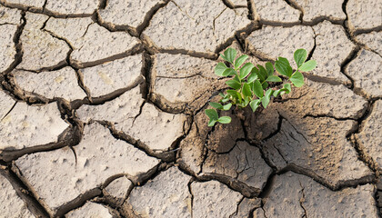 Plant in dried cracked mud, background texture, closeup, copy space