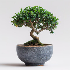 Elegant bonsai tree in ceramic pot. 