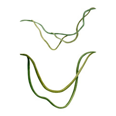 Tropical liana vine plants set watercolor illustration isolated on white for realistic and detailed jungle designs - obrazy, fototapety, plakaty