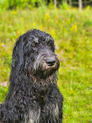 Portrait of a wet Goldendoodle . The dog is sitting with wet curly long black fur