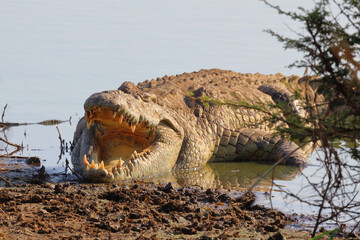 Nilkrokodil / Nile crocodile / Crocodylus niloticus..