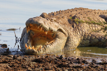 Nilkrokodil / Nile crocodile / Crocodylus niloticus..