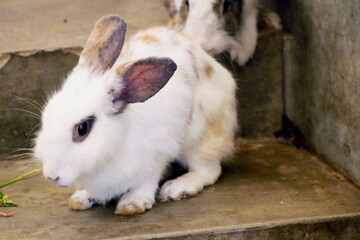 herbivore animal, beautiful and cute Rabbit