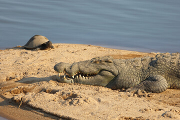 Nilkrokodil / Nile crocodile / Crocodylus niloticus..