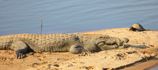 Nilkrokodil / Nile crocodile / Crocodylus niloticus
