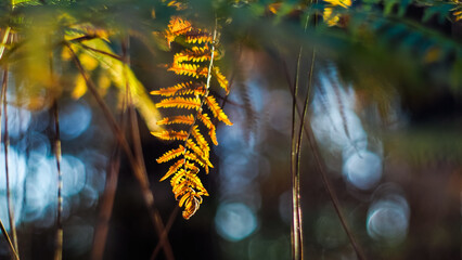 Heure dorée, dans la forêt des Landes de Gascogne, en période estivale