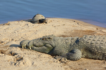 Nilkrokodil / Nile crocodile / Crocodylus niloticus..