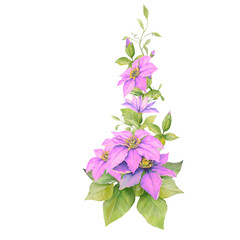 Pink clematis flowers, curly blooming Lianas, for design and decor