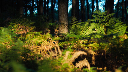 Heure dorée, dans la forêt des Landes de Gascogne, en période estivale