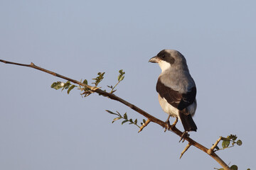 Schwarzstirnwürger / Lesser grey shrike / Lanius minor