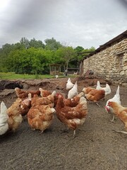 Red chicken walking in paddock Ordinary red rooster and chickens looking for grains while walking in paddock on farm