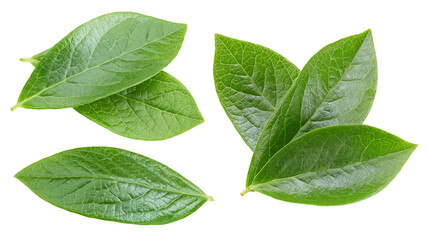 Blueberry leaf isolated clipping path