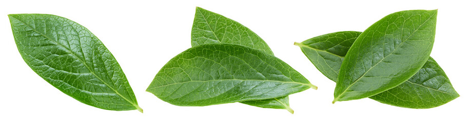Blueberry leaf isolated clipping path