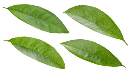 Peach leaf isolated clipping path