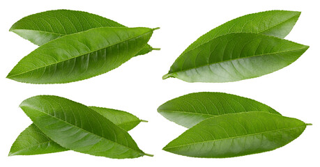 Peach leaf isolated clipping path