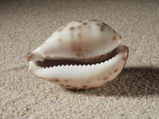 Seashell on clean sand of beach. Close up, beach sand texture. Beach sand texture in summer sun. banner     