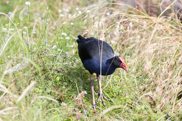 Purple Swamphen Porphyrio porphyrio foraging on grassland in Melbourne, Victoria, Australia.
