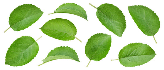 Apple leaf isolated clipping path
