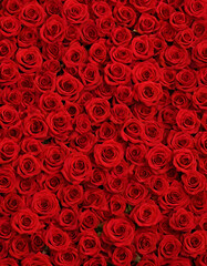 A lot of beautiful red rose flowers all over the place, for a beautiful bright wall background