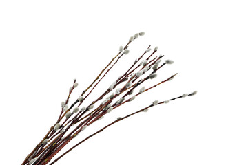 PNG, Concept of Easter with willow, isolated on white background © Atlas