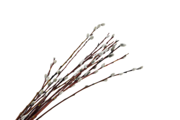 PNG, Concept of Easter with willow, isolated on white background