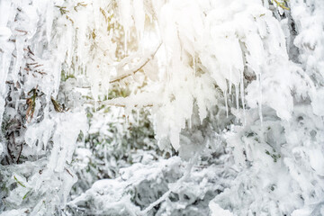 Beautiful rime ice hanging in winter