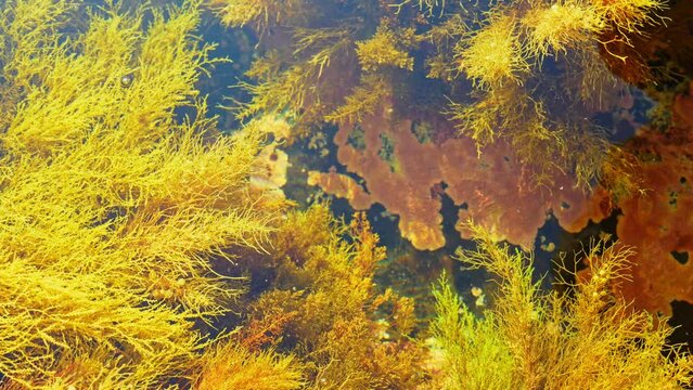 Cystoseira barbata underwater landscape, yellow bushes algae, calm still water