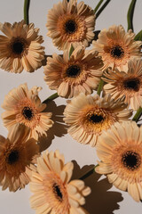 Elegant peach gerbera daisy flowers with sunlight shadows on tan white background with copy space....