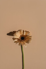 Delicate pale peach gerbera flower stem on tan beige background. Aesthetic close up view floral...