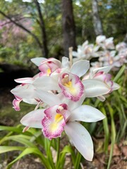 Cymbidium aloifolium