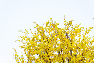 Ochna integerrima (Hoa Mai) tree with lucky money. Traditional culture on Tet Holiday in Vietnam. Text in photo mean Happy New Year and Peace.