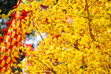 Ochna integerrima (Hoa Mai) tree with lucky money. Traditional culture on Tet Holiday in Vietnam. Text in photo mean Happy New Year and Peace.