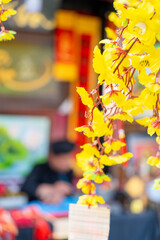 Ochna integerrima (Hoa Mai) tree with lucky money. Traditional culture on Tet Holiday in Vietnam. Vietnamese scholar writes calligraphy at lunar new year in blurred background.