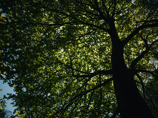 Tree branches