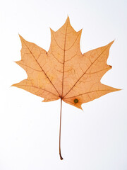 Various autumn dried leaves falling on a white background close-up, herbarium    