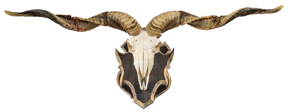Long horns Racka sheep isolated on white background, Goat Skull and Lamp horns isolated on white background, with clipping path.