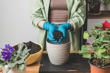 Woman's hands in gloves holding soil and transplanting a houseplant into new flower pot on a table