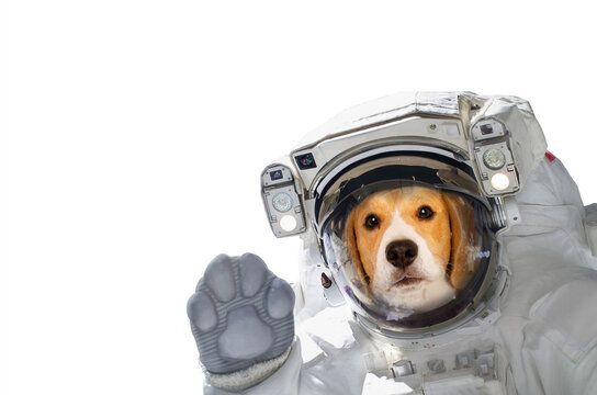 Portrait of a beagle dog in an astronaut costume isolated on a white. Elements of this image furnished by NASA.