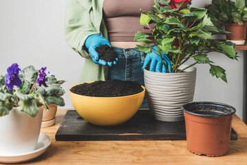 Woman's hands in gloves transplanting a houseplant poinsettia into a new flower pot on a table