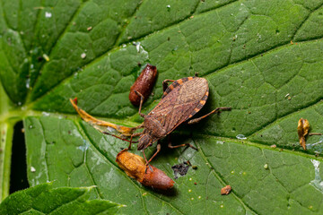 A closeup shot of a brown forest bug or red-legged shieldbug on a green leaf, Pentatoma rufipes