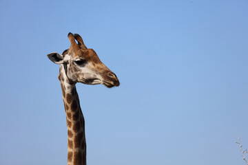 Obraz premium Giraffe / Giraffe / Giraffa camelopardalis