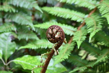 Fern bud close up 