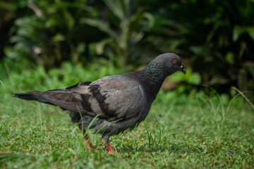 black dove