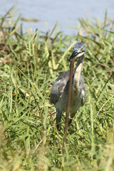 Schwarzhalsreiher und Mosambik-Speikobra / Black-headed heron and Mozambique spitting cobra / Ardea melanocephala et Naja mossambica..