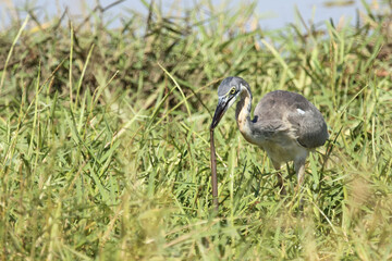 Schwarzhalsreiher und Mosambik-Speikobra / Black-headed heron and Mozambique spitting cobra / Ardea...