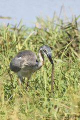 Schwarzhalsreiher und Mosambik-Speikobra / Black-headed heron and Mozambique spitting cobra / Ardea melanocephala et Naja mossambica..