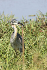 Schwarzhalsreiher und Mosambik-Speikobra / Black-headed heron and Mozambique spitting cobra / Ardea melanocephala et Naja mossambica..