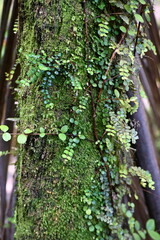 New Zealand punga trunk