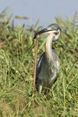 Schwarzhalsreiher und Mosambik-Speikobra / Black-headed heron and Mozambique spitting cobra / Ardea...