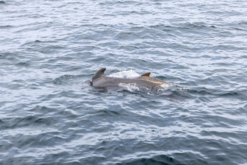 Fototapeta premium A pilot whale calf nestles close to its mother, their bodies partially submerged in the steel-blue waters near the Arctic Circle